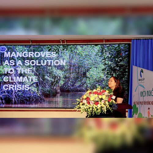 [Inno Info] From M to E, what you should know about Mangrove - Ask Inno ...