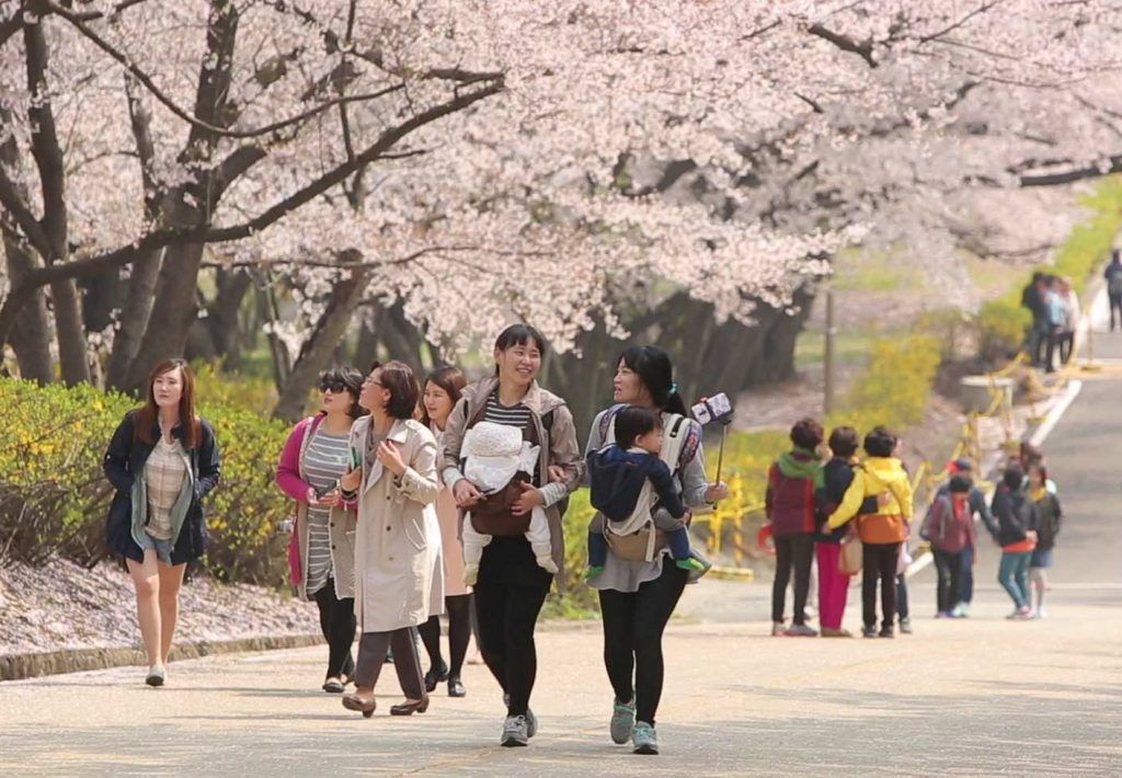 15 벚꽃행사 사진1