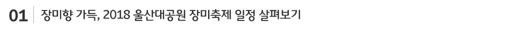 장미향 가득 2018 울산대공원 장미축제 일정 살펴보기
