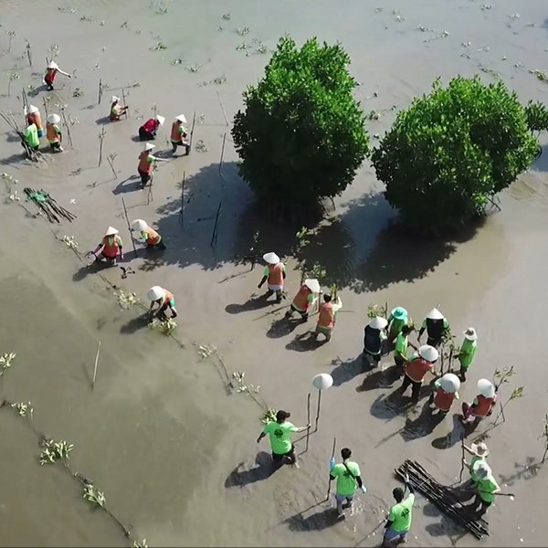 맹그로브 나무심기