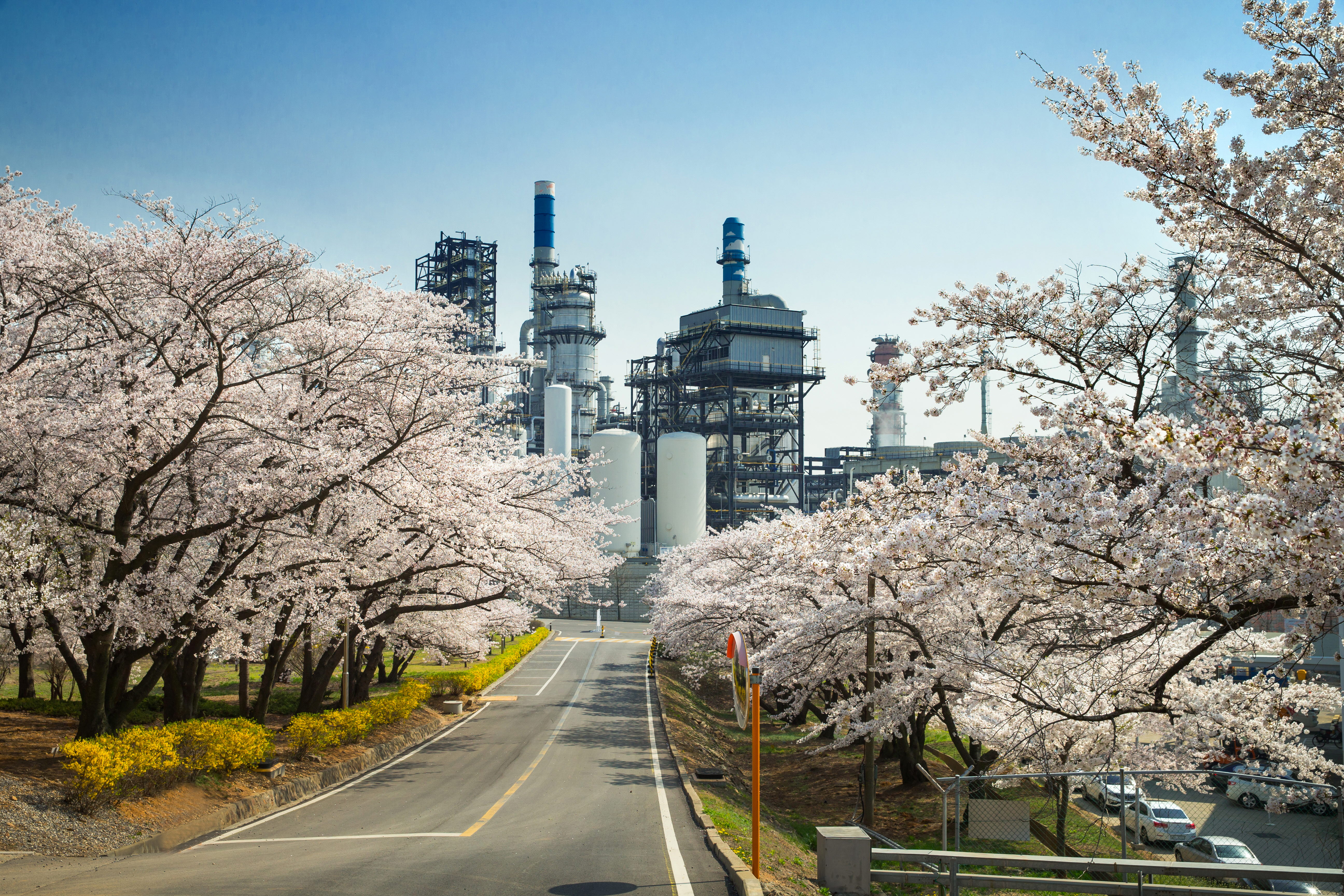 SK인천석유화학 벚꽃동산