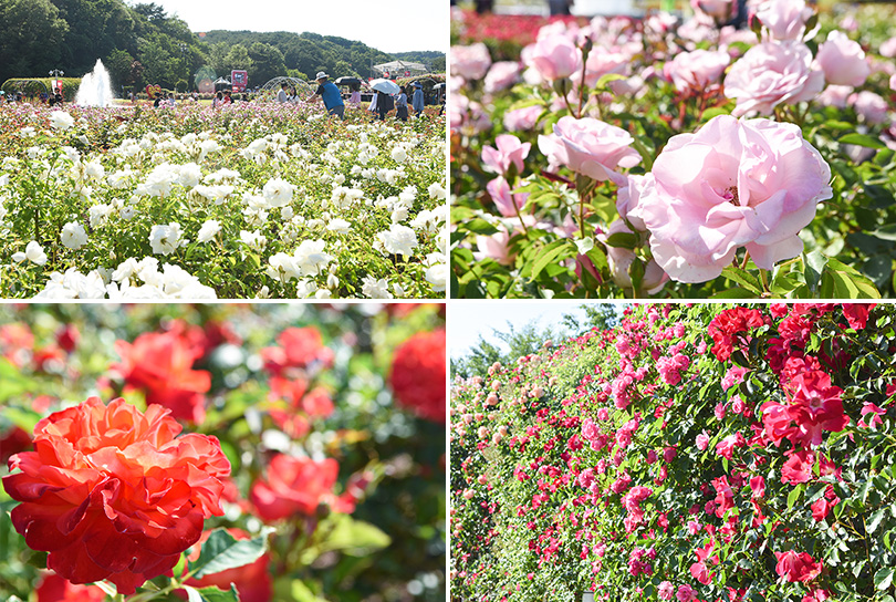 울산Complex_장미축제_이미지_4