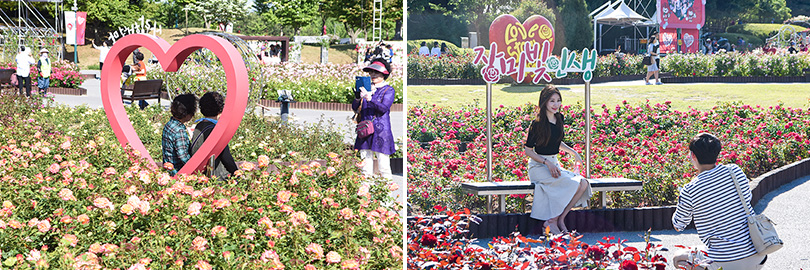 울산Complex_장미축제_이미지_5