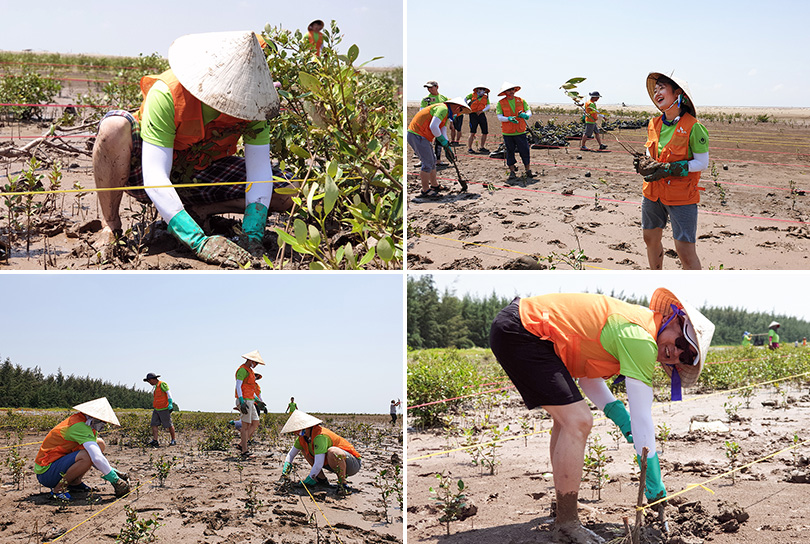 맹그로브봉사활동_이미지_1