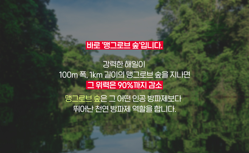 맹그로브_카드뉴스3