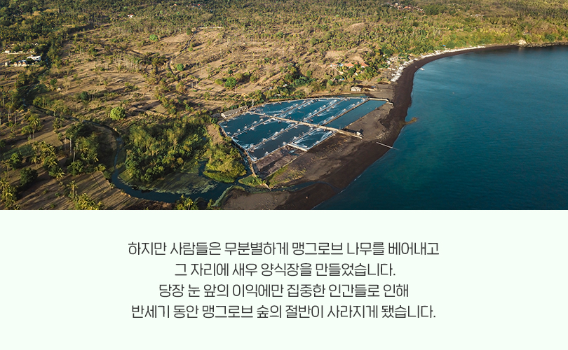 맹그로브_카드뉴스6