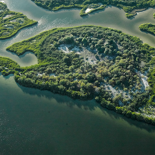 맹그로브_카드뉴스_메인_썸네일
