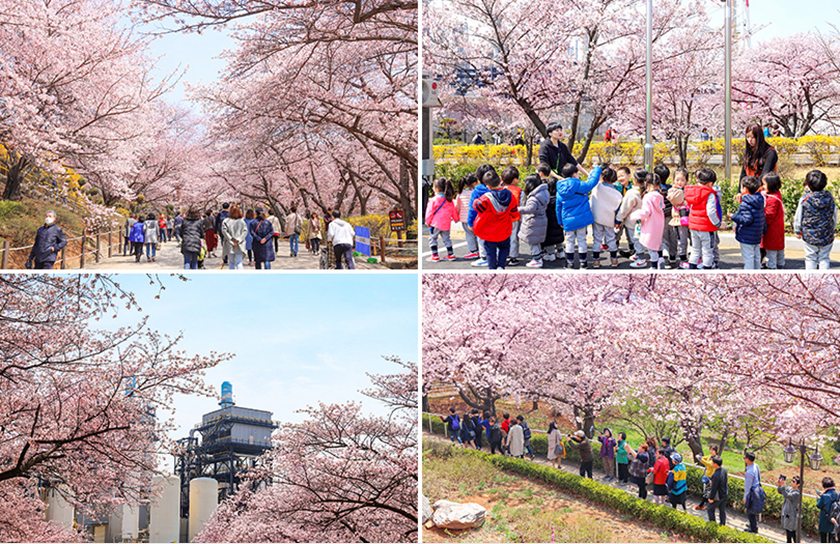 IPC이일형부장_벚꽃동산소개_이미지_2