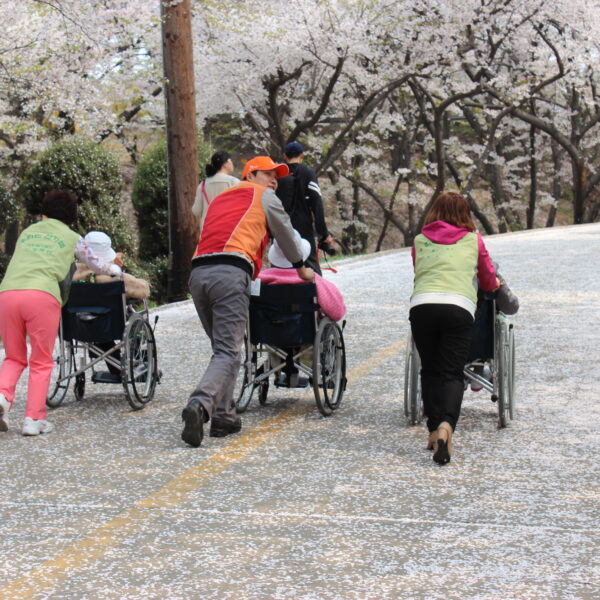 SK인천석유화학 벚꽃동산, 5년만에 개방