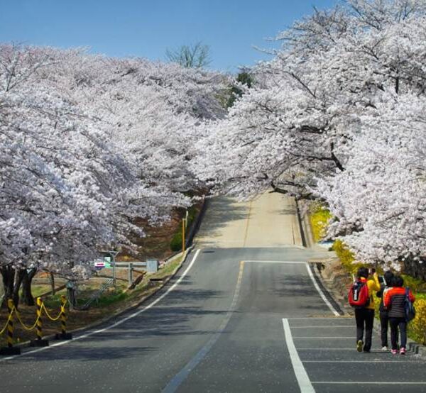 SK인천석유화학 벚꽃동산, 5년만에 개방