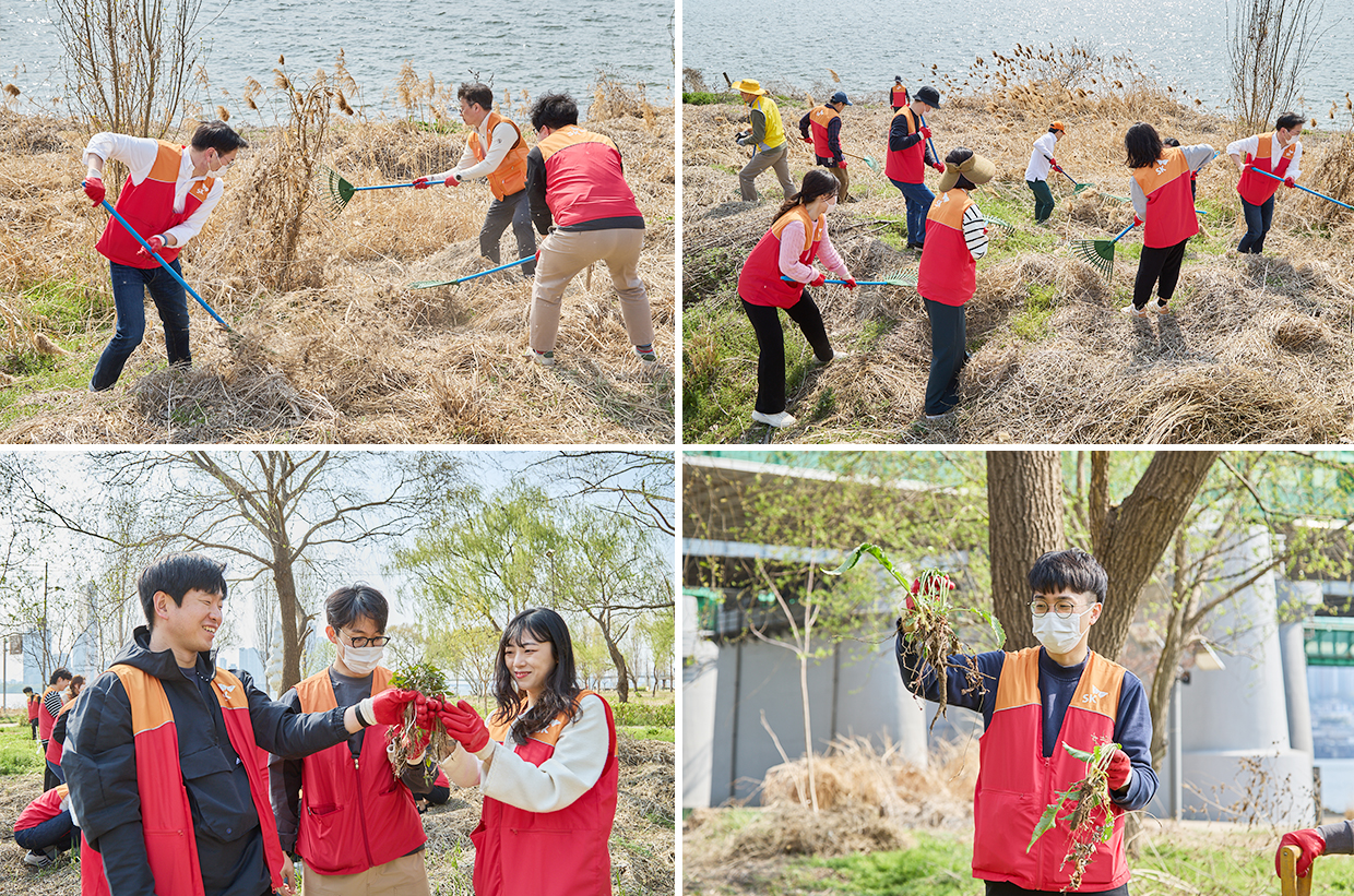 한강지킴이를 자처한 SK이노베이션 계열 구성원들이 생태계교란 식물 제거 봉사활동을 펼치고 있다.