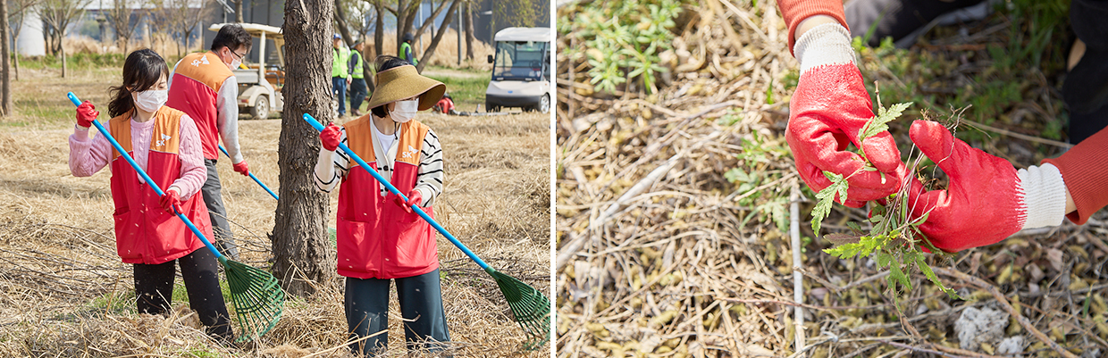 한강지킴이를 자처한 SK이노베이션 계열 구성원들이 생태계교란 식물 제거 봉사활동을 펼치고 있다.