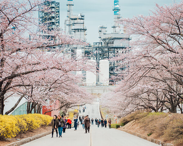 SK innovation_cherryblossom SK인천석유화학 벚꽃동산 개방