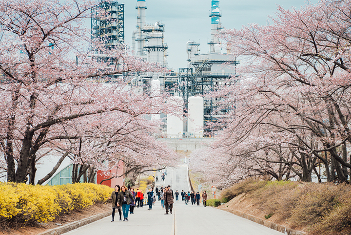 SK innovation_cherryblossom SK인천석유화학 벚꽃동산 개방