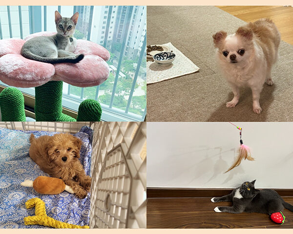 SK이노베이션 반려동물 용품과 석유화학 - 캣타워, 매트, 장난감, 인형