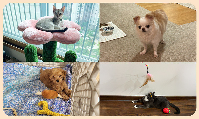 SK이노베이션 반려동물 용품과 석유화학 - 캣타워, 매트, 장난감, 인형